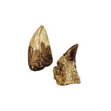 Expeditie Natuur - Uithakset Klein Tanden| Fantastic Gifts Shop